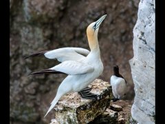 Eileen Jones-Gannet and Guillemot-Very Highly Commended.jpg